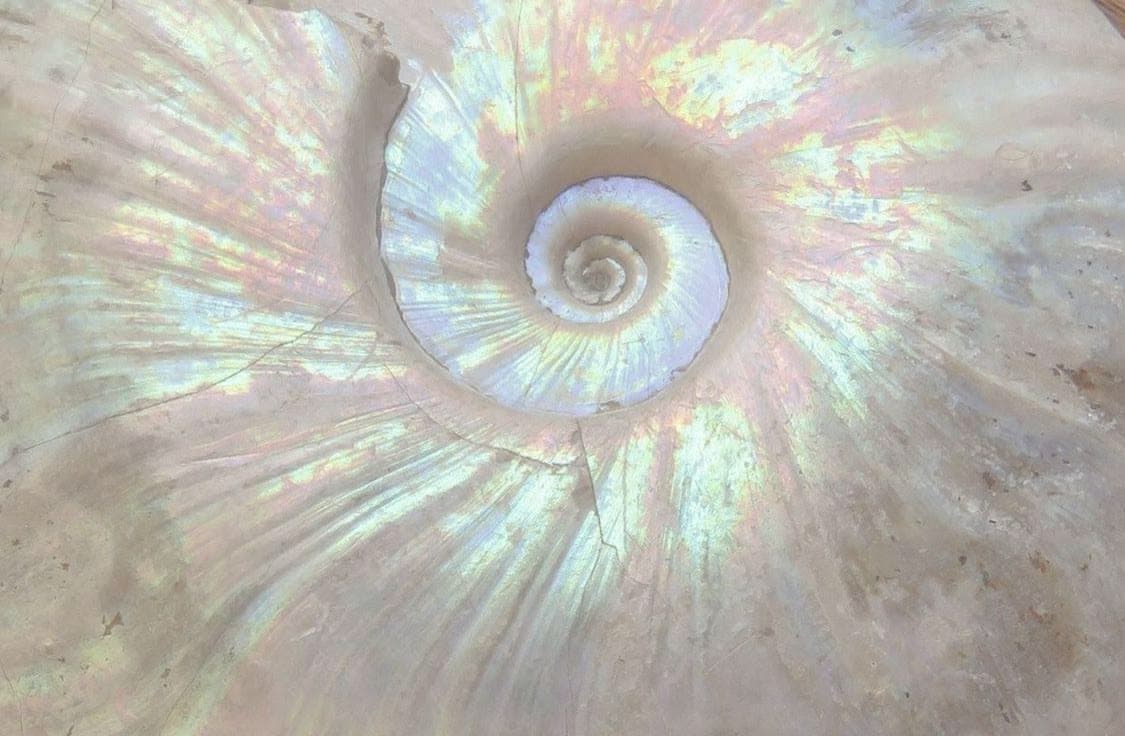 The pearly spiral of a nautilus shell