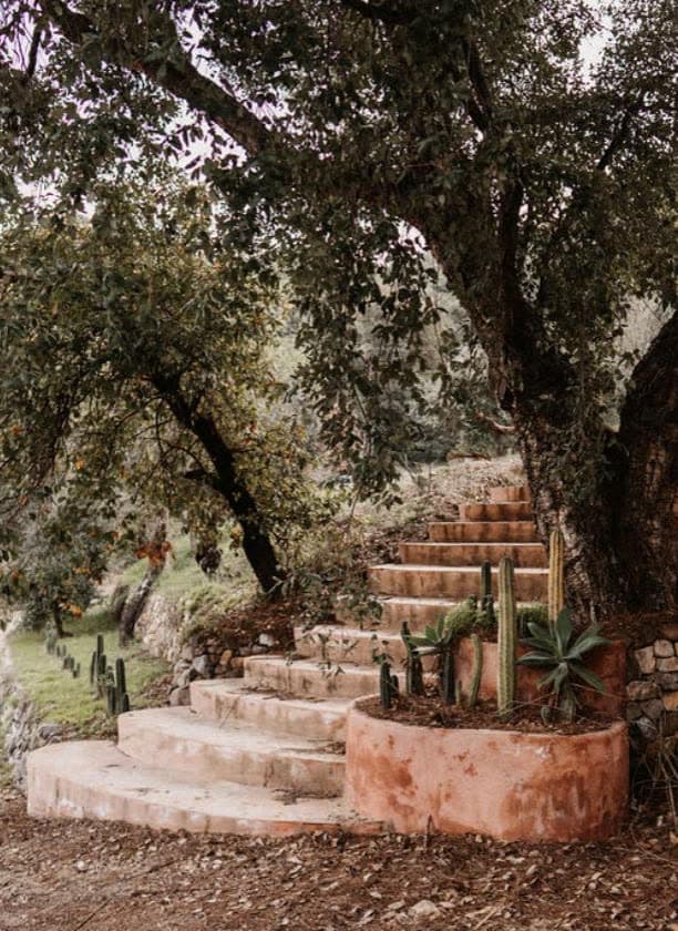Stone steps winding up through an olive grove