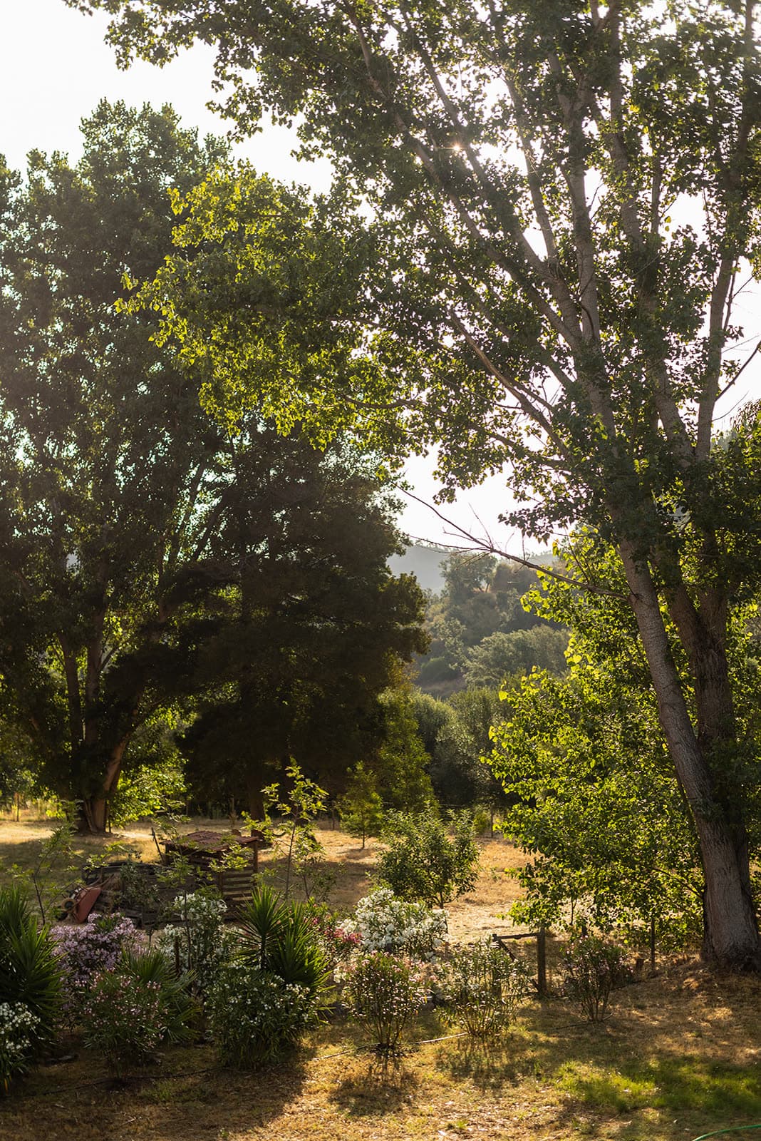 Tall trees above a flowering garden in the countryside